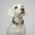 Halsband Aqua Camo